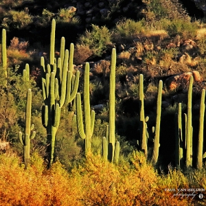 Autumn in Arizona - Catalina State Park, Arizona