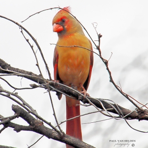 Northern Cardinal (female) - Catalina State Park, Arizona
