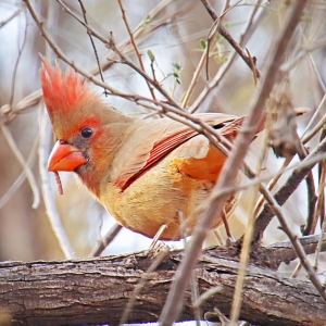 Northern Cardinal (female) - Catalina State Park, Arizona