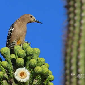 Gila Woodpecker rest on a bouquet of Saguaro flowers, while pondering his next move. - Sonoran Desert, Tucson Arizona