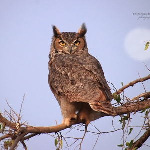 Great Horned Owl, on the look out, with eyes wide open at Catalina State Park, in Arizona.