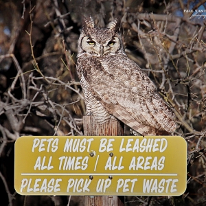 A Great Horned Owl, is perched on a sign at a trailhead in Catalina State Park, Arizona.
