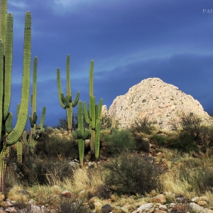Green Saguaros, White Mountains and Cratered Sky - Catalina State Park - Arizona