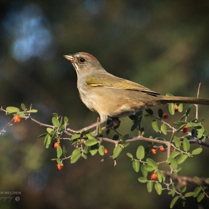 A Green-tailed Towhee is seen perched on a Climbing Hackberrry branch. Photograph was taken at Catalina State Park.