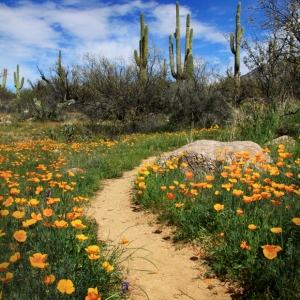 California Poppy adorn a trail at Catalina State Park - Tucson, Arizona