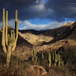 I've been trying to get a good landscape shot of this crested Saguaro for years. Finally timed it up with some dramatic lighting.