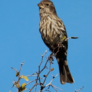Female House Finch on Branch - Sonoran Desert, Arizona