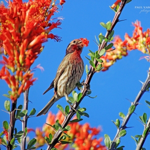 A male House Finch forages on Ocotillo flowers - Tucson, Arizona