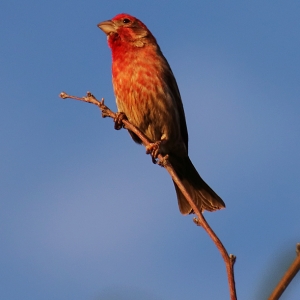 Male House Finch poses for a photo, while dangling from a mesquite branch in Tucson, Arizona.