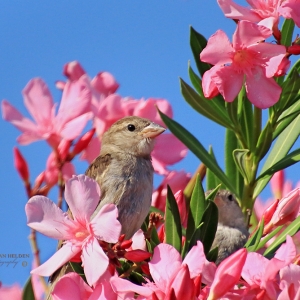 Female House Sparrows rest on a flowering Oleandar.