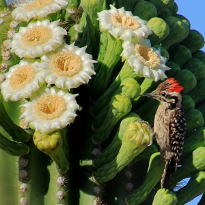 Ladder-backed Woodpecker and Saguaro Blossoms - Taken in the Sonoran Desert, outside of Tucson, Arizona