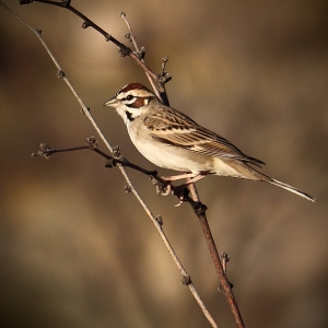 Lark Sparrow - Catalina State Park, Arizona