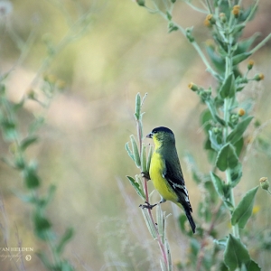 A male Lesser Goldfinch forages on Hooker's Evening Primrose at Catalina State Park in Arizona.