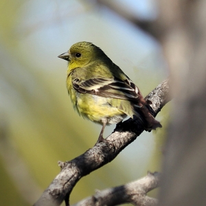Female Lesser Goldfinch - Tucson, Arizona