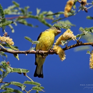 Lesser Goldfinch on Ironwood Tree - Tucson, Arizona
