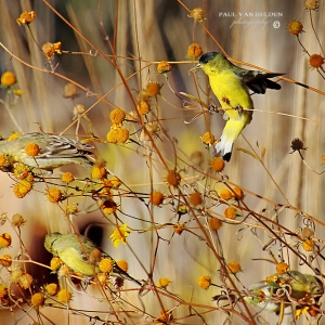 Lesser Goldfinches foraging on flower seeds at Catalina State Park, Arizona