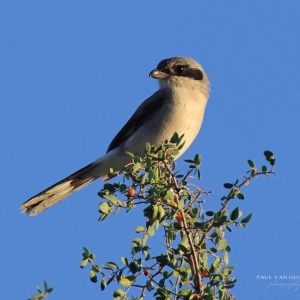Loggerhead Shrike on Spiny Hacberry - Photo was taken in early October at Catalina State Park, Arizona
