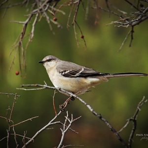 Mocking Bird at Catalina State Park, Arizona