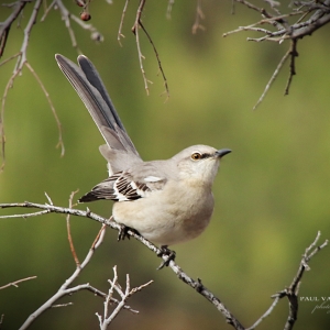 Mocking Bird with his tail up at Catalina State Park, Arizona