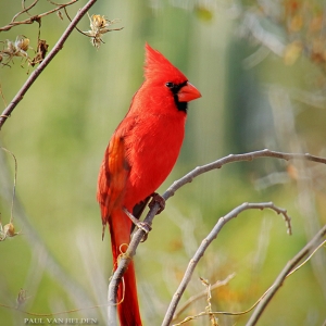 Northern Cardinal at Catalina State Park, Arizona