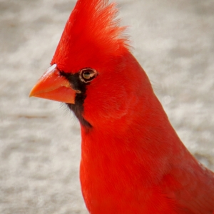 Headshot of a Northern Cardinal at Catalina State Park