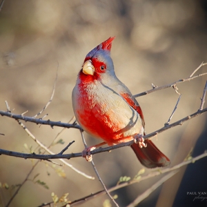 The Pyrrhuloxia&#039;s are related to the Northern Cardinal, both can be found in the Sonoran Desert area and especially at Catalina State Park. - Isn&#039;t he beautiful?