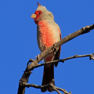 Usually feeding under ground cover, it&#039;s rare to see a Pyrrhuloxia exposed like this. I managed to pull off this shot, while his neck feathers are sticking out