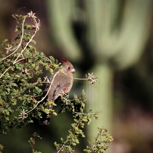 Pyrrhuloxia, backdropped by Saguaro - Catalina State Park, Arizona