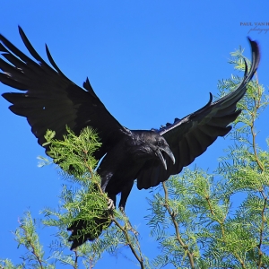 Common Raven squawks at passerby, while protecting its next.