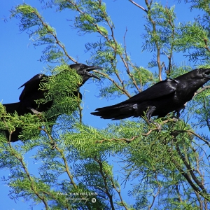A pair of Common Ravens squawk at a passerby, in protection of a young junvenile in the area.