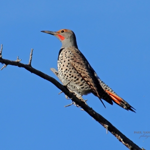 A beautiful Red Shafted Flicker is perched on a branch at Catalina State Park, in Arizona.