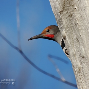 Red Shafted Flicker pooking head out from behind dead tree, Catalina State Park.