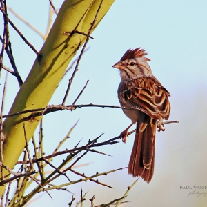 Rufous Winged Sparrow - Sonoran Desert, Arizona