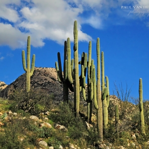 Saguaros, Hill - Catalina State Park, Arizona