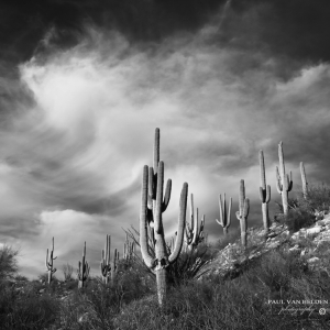 Saguaro Hill, Ominous Clouds (black and white) - Catalina State Park