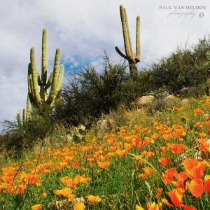Saguaros, California Poppies - Catalina State Park, Arizona