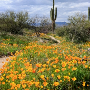 Poppies, Trail - Catalina State Park, Arizona