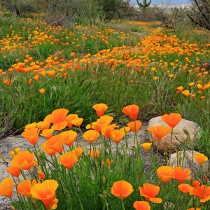 Mexican Poppies - Catalina State Park, AZ