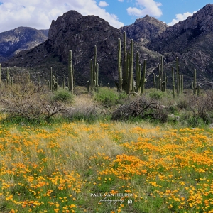 Poppies, Saguaros, Catalina Mountains