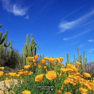 Mexican Poppies, Saquaros, Cloud Streaks - Catalina State Park, Arizona