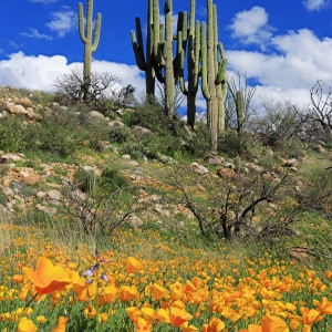 Poppies, Saguaros, Clouds - taken from Catalina State Park, AZ