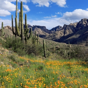 Poppies, Saguaros, Catalina Mountains