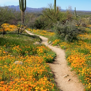 Saguaros, Poppies, Trail - Catalina State Park, Arizona