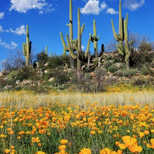 Saguaros, Poppies, White Clouds - Catalina State Park, Arizona