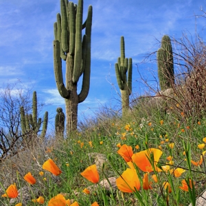 Mexican Poppies, Saguaro Hill - Catalina State Park, AZ