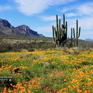 Saguaros, Poppies and Pusch Peak, from  Catalina State Park, Arizona