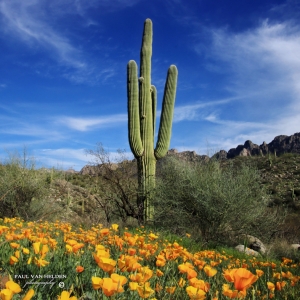 Mexican Poppies, Saquaros, Mountains - Catalina State Park, Arizona