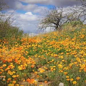 Poppy Hill - Catalina State Park, AZ