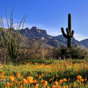 Ocotillo, Saguaro, Poppies and Table Mountain - Catalina State Park, Arizona