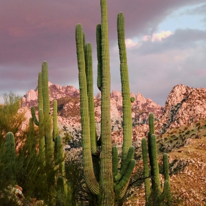 Green Saguaros and Pink Mountains at Catalina State Park - Tucson, Arizona